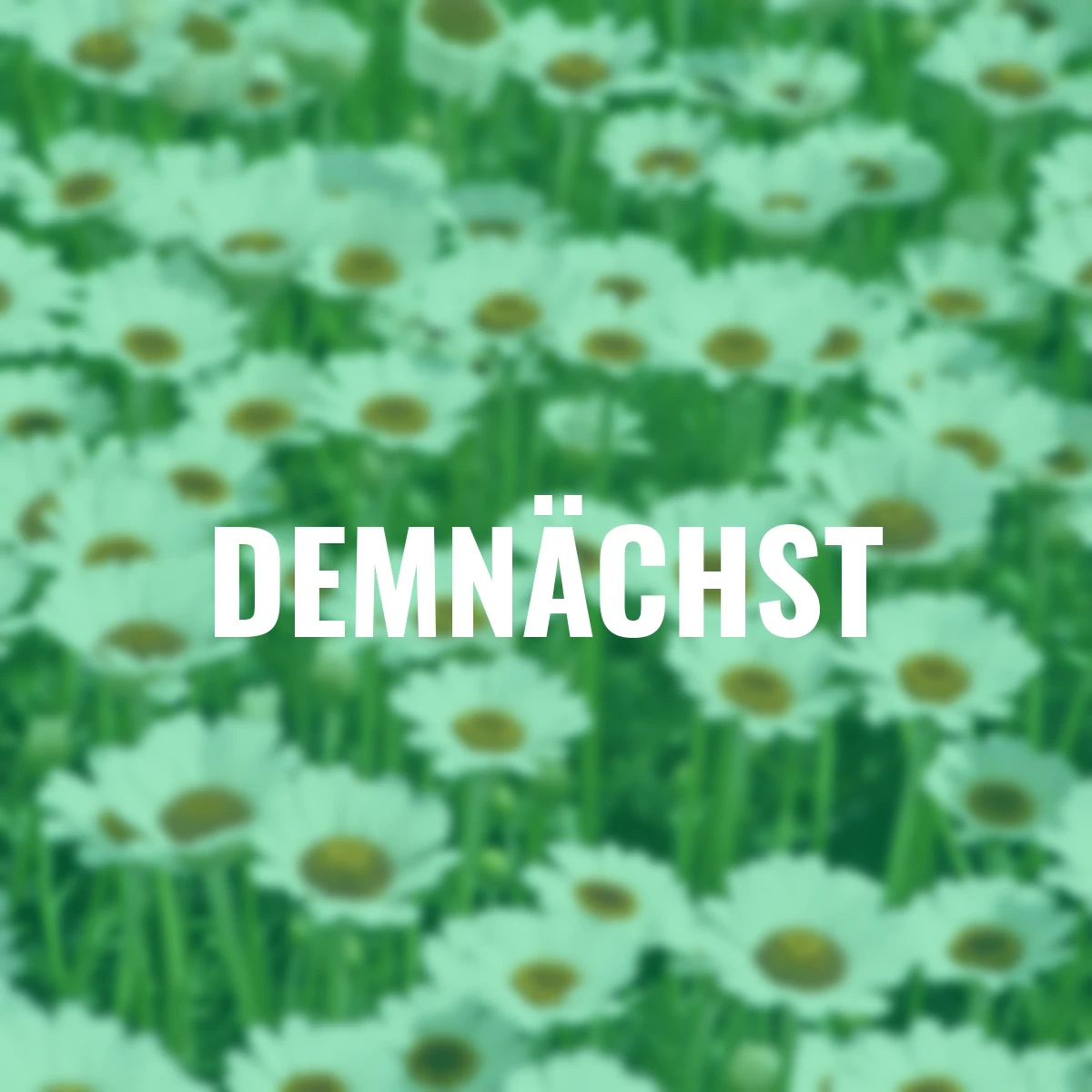 Marokkanische Margerite, weiß