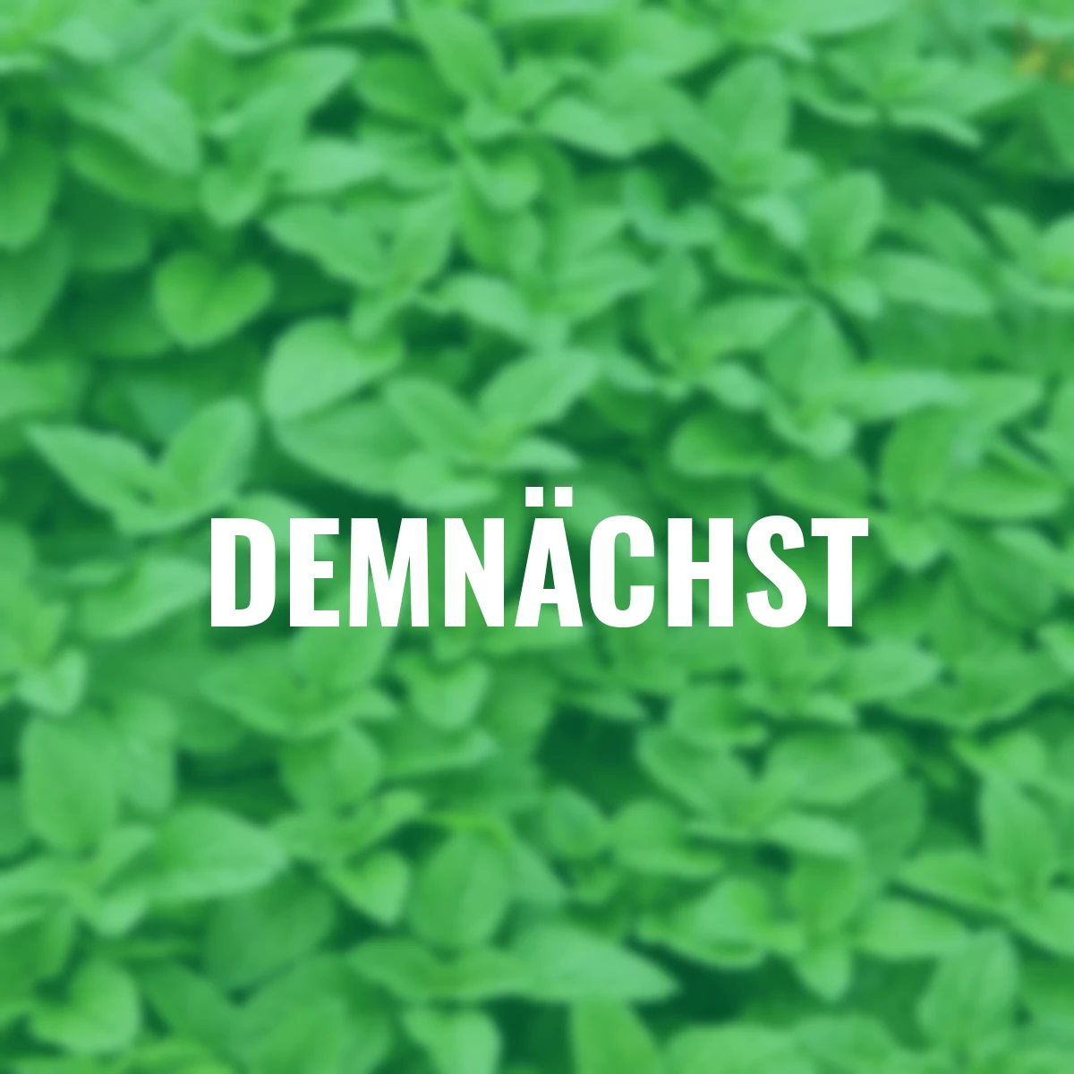 Kräuterpflanze Zitronenmelisse Relax