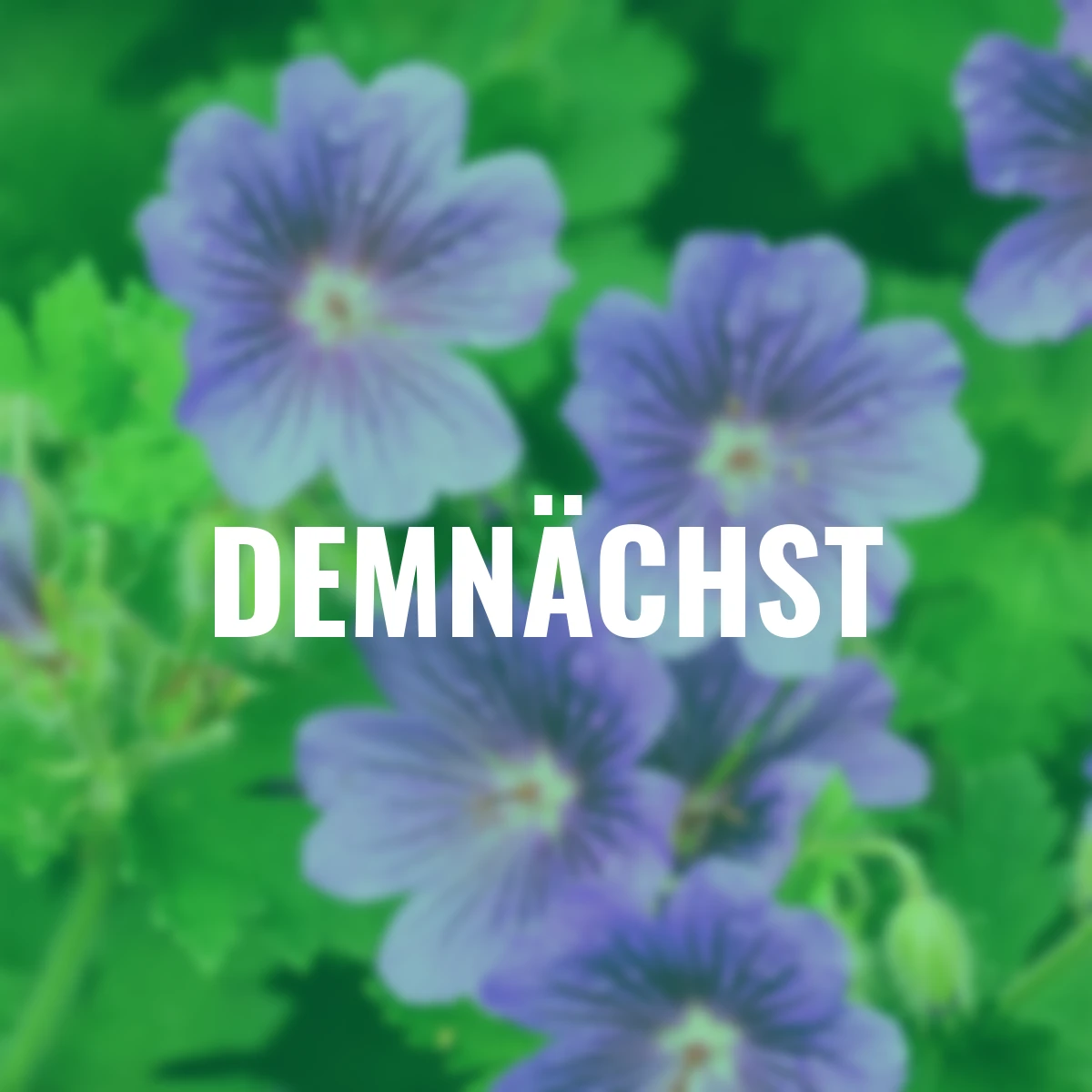 Storchschnabel Buxton's Variety