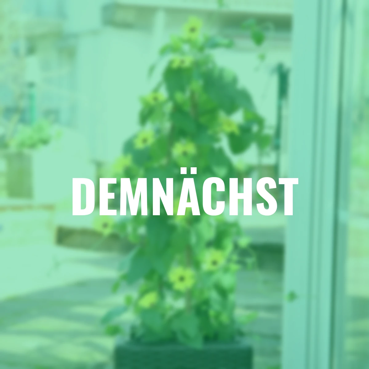 Schwarzäugige Susanne, gelb ca. 17 cm-Topf