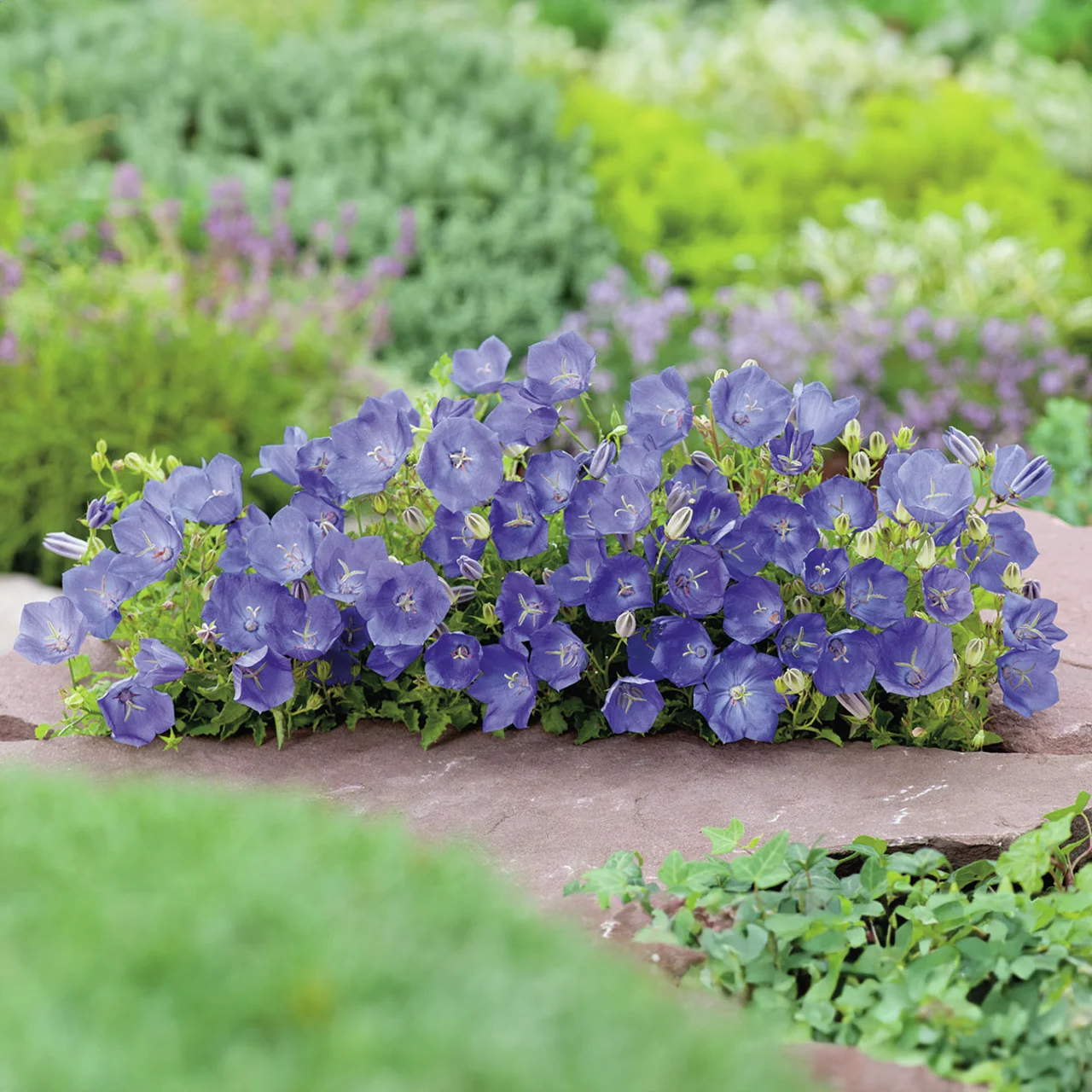 Karpaten-Glockenblume, blau