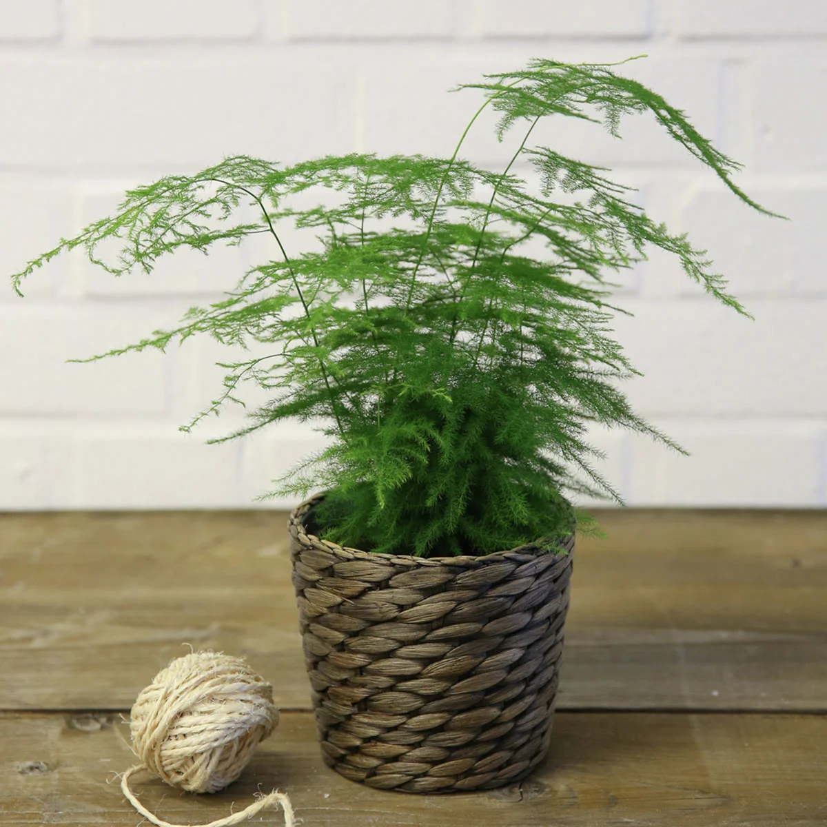 Feder-Spargel, Höhe ca. 20-30 cm