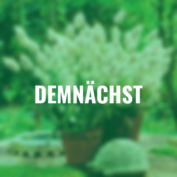 Hasenschwanzgrassamen Bunny Tails