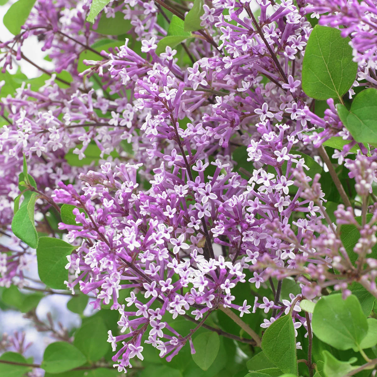 Zwerg Duftflieder Flowerfesta®  Purple