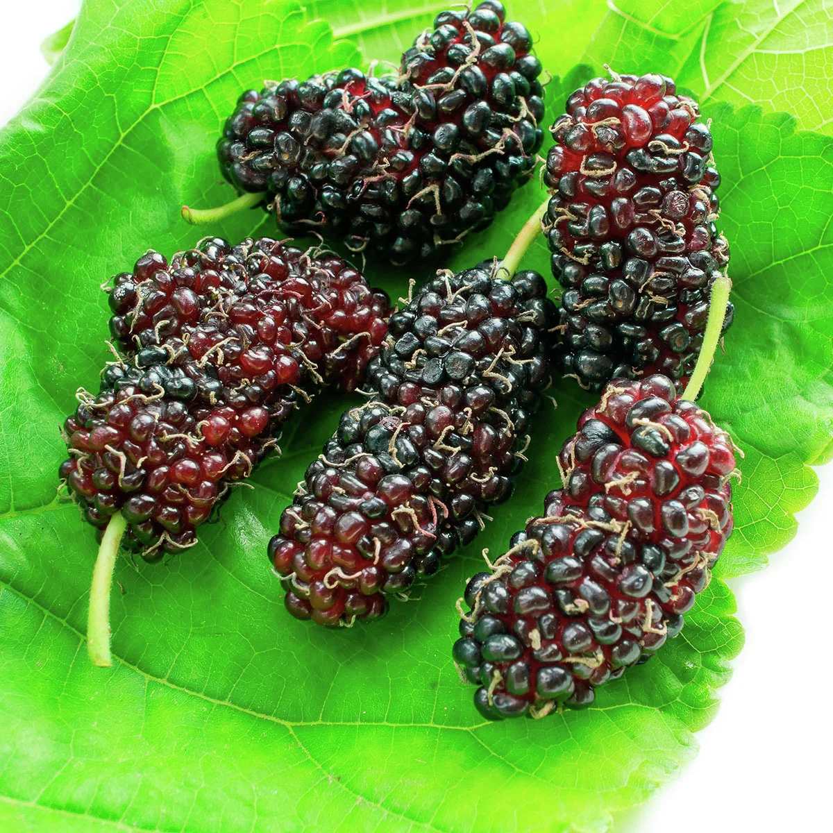 Zwerg-Maulbeerbaum Mulle®