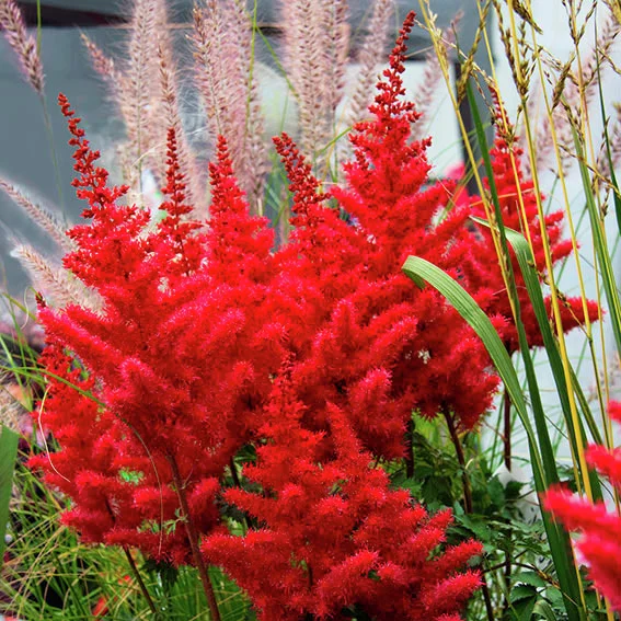 Rote Riesenprachtspiere