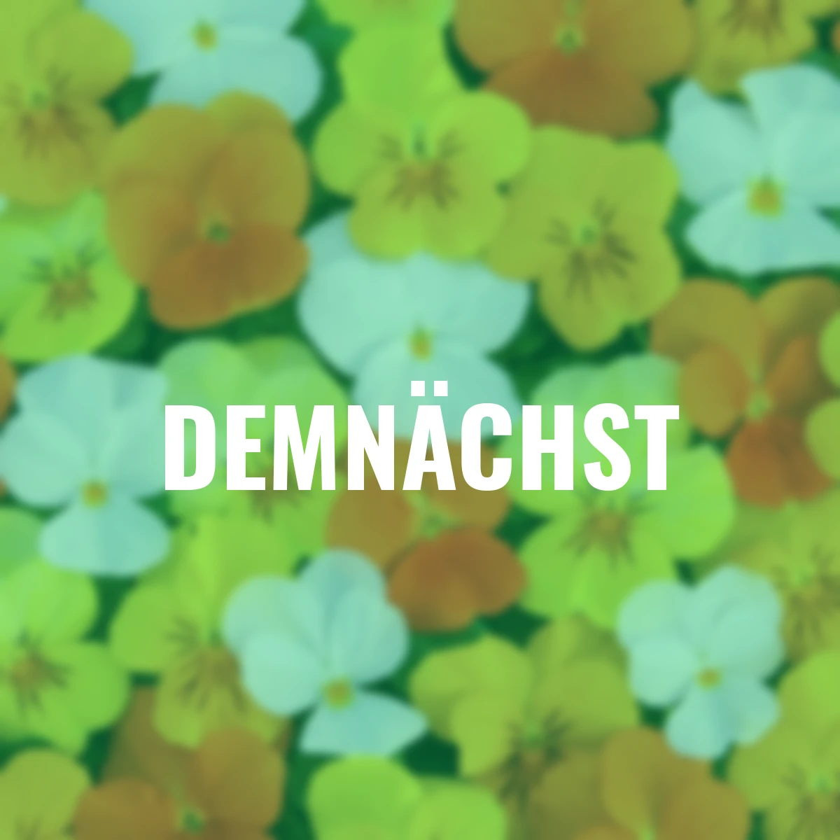 Hornveilchen Mix a Twix® Sunny