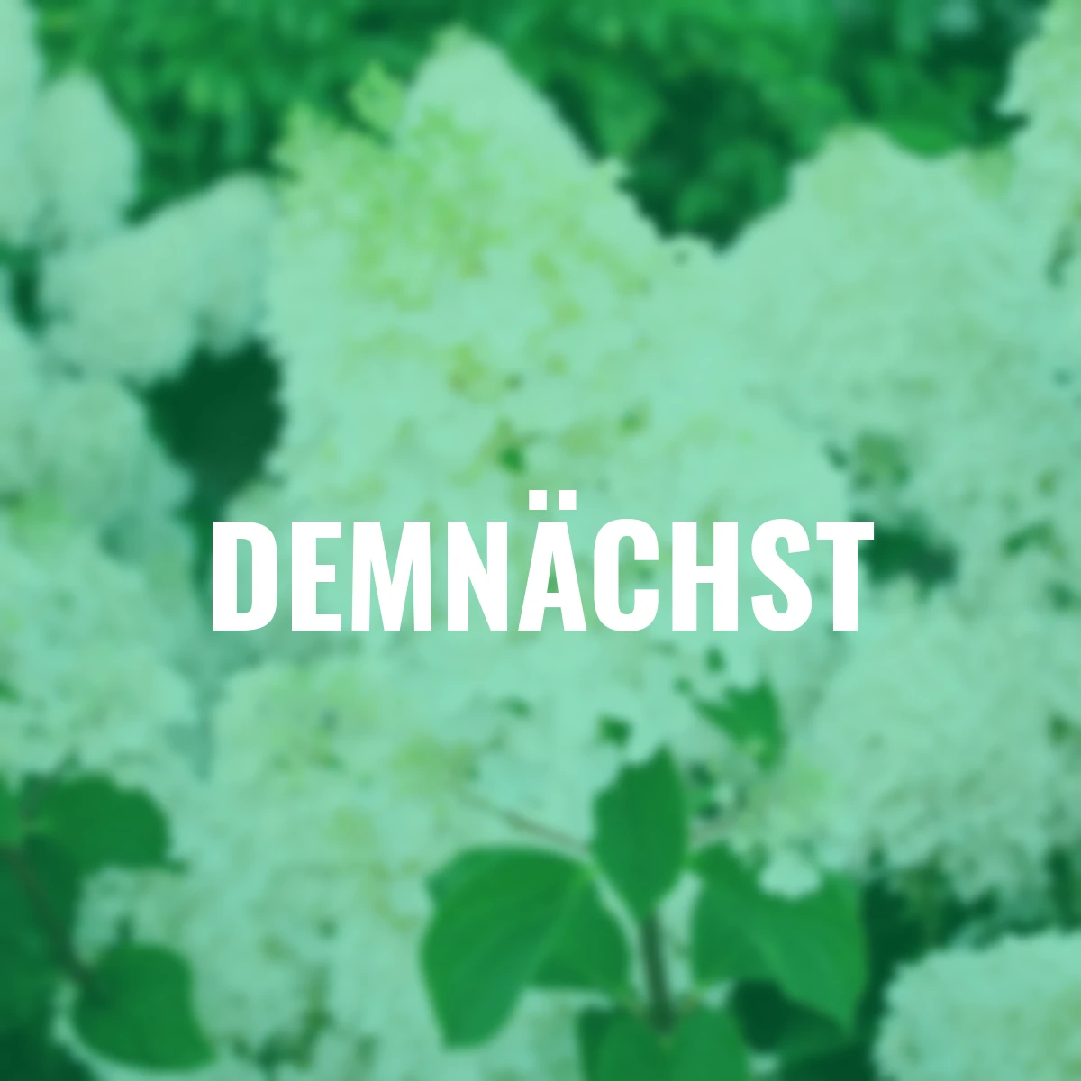 Rispenhortensie Bobo