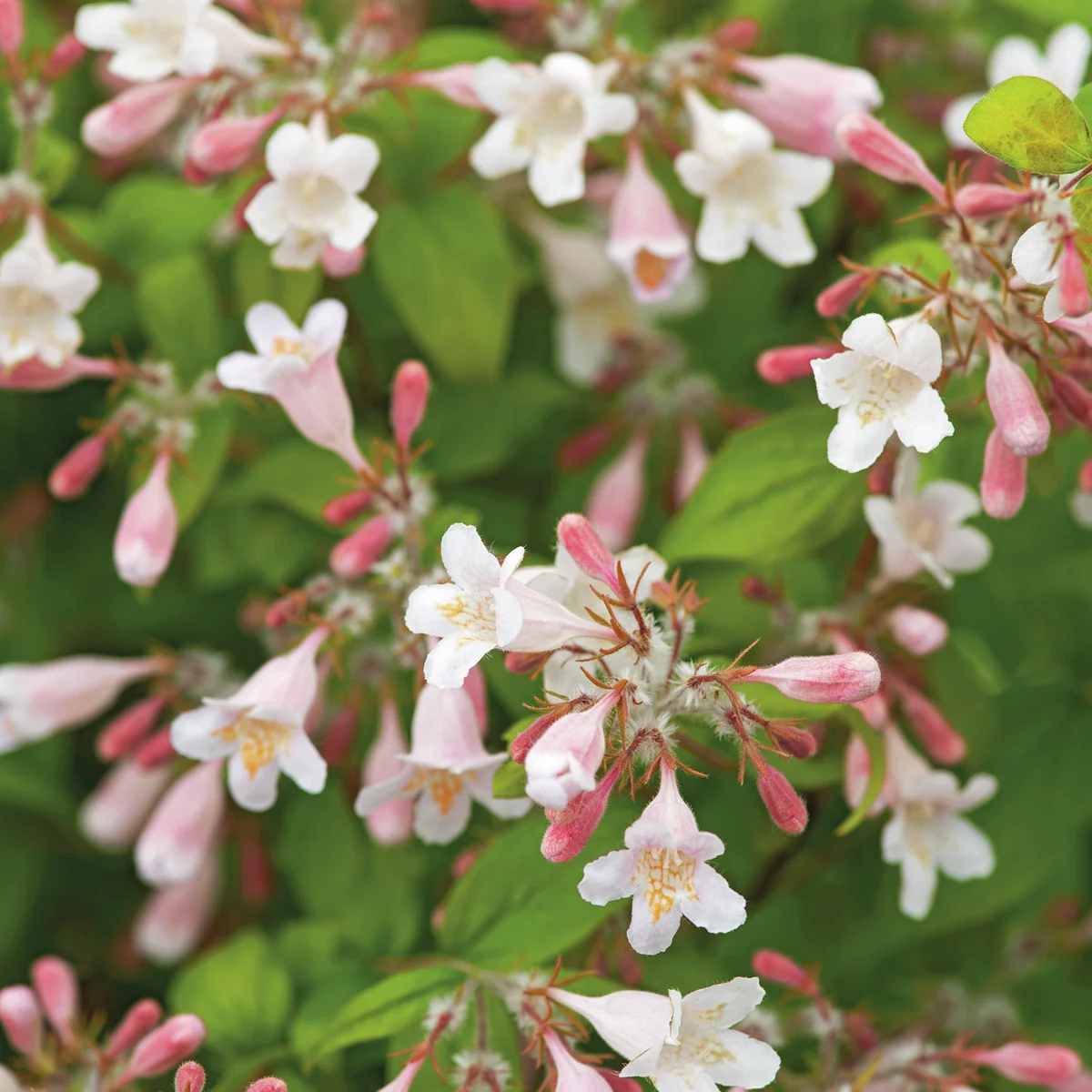 Perlmuttstrauch Kolkwitzie, rosa-weiß