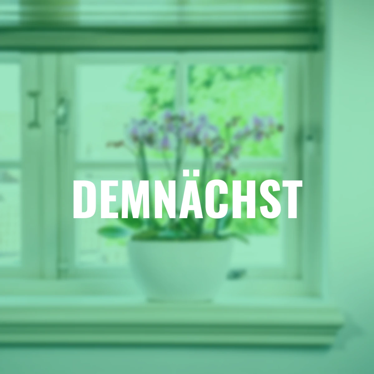 Schmetterlings-Orchidee Roskilde, Höhe ca. 30-50 cm