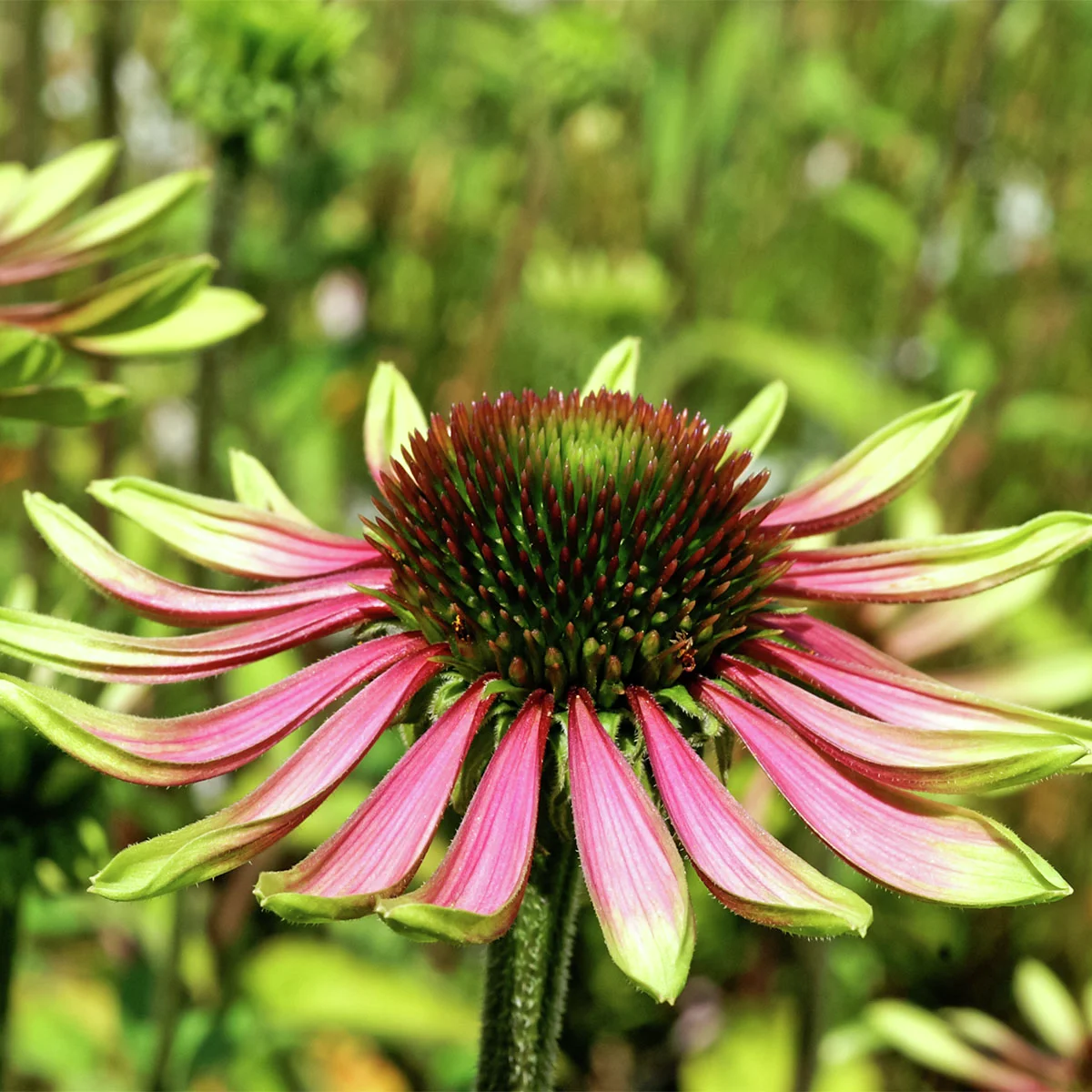 Sonnenhut Green Twister