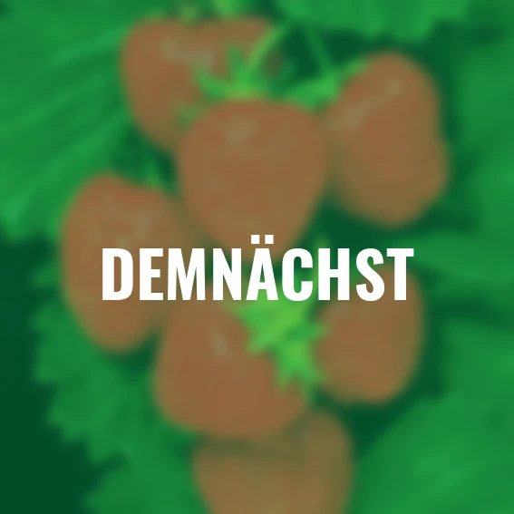 Erdbeere Senga® Sengana®, im ca. 9 cm-Topf