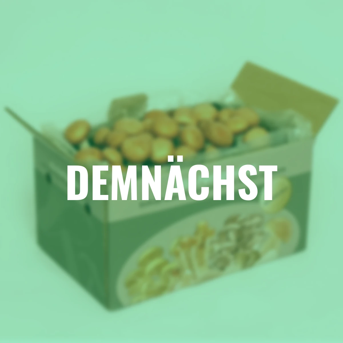 Pilzkultur-Set Steinchampignon