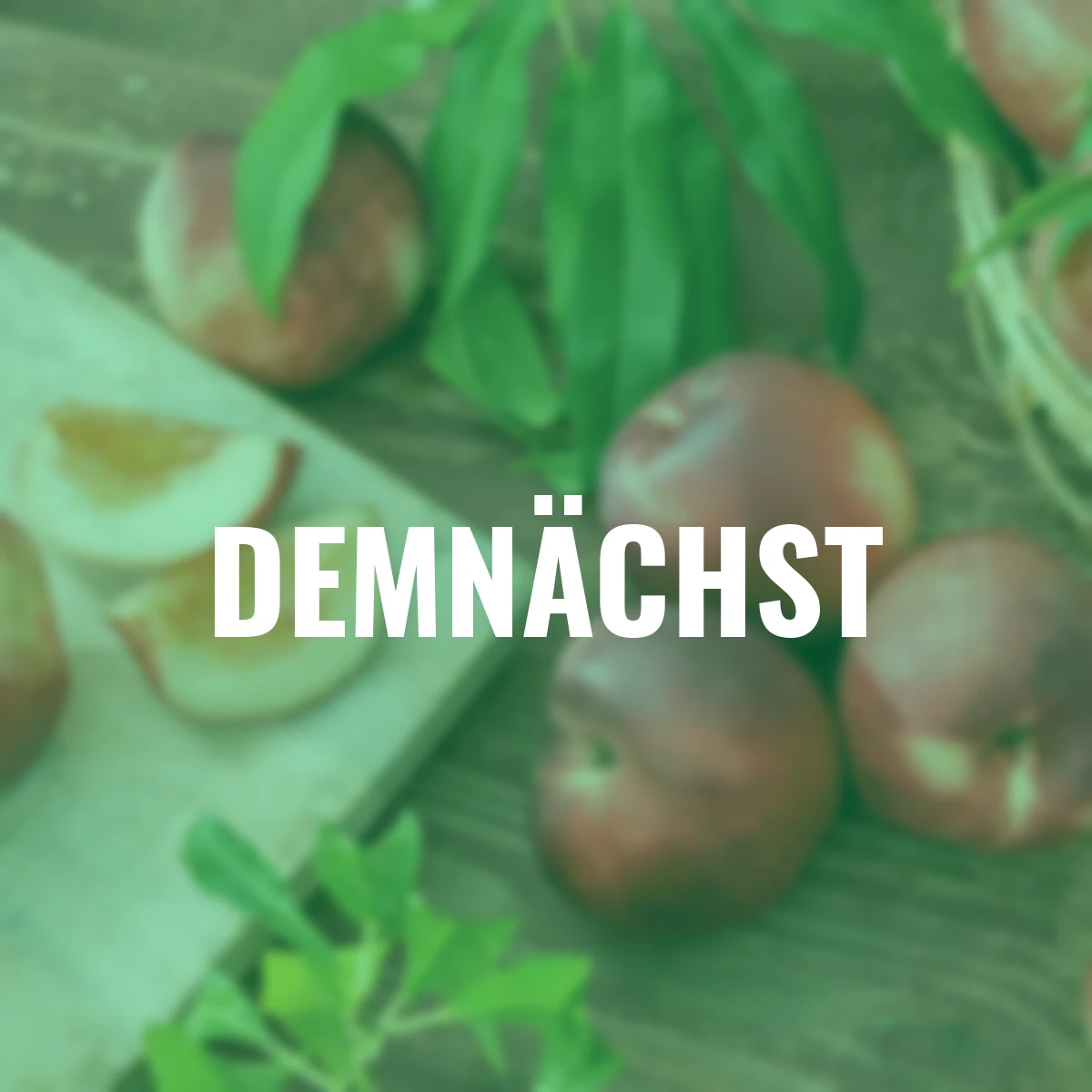 Nektarine Fantasia, im 23 cm-Topf