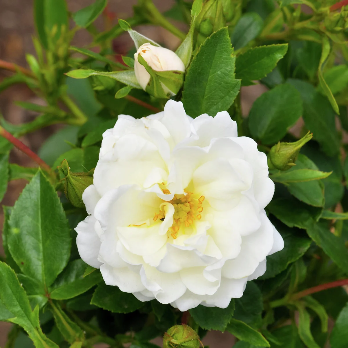 Strauchrose Crystal Mella, wurzelverpackt