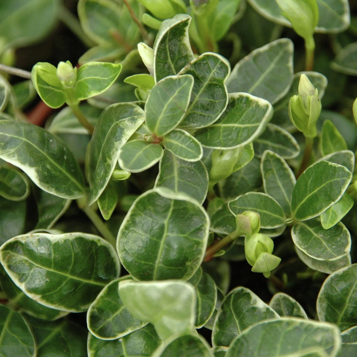 Immergrün Ralph Shugert