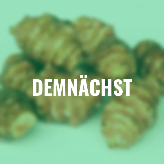 Topinambur Topstar, Pflanzgut