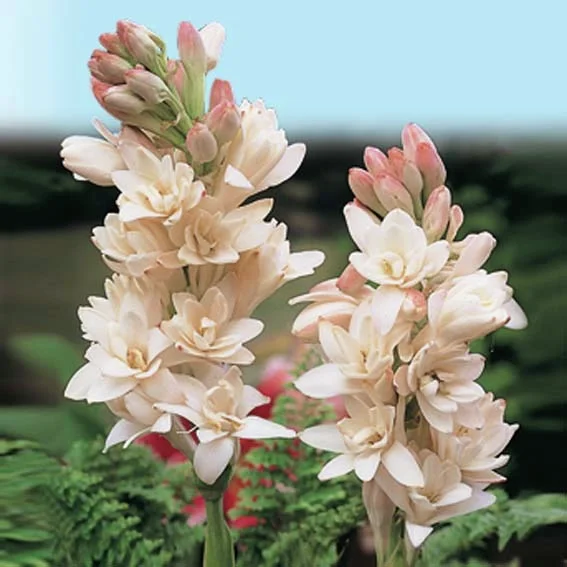 Tuberose The Pearl
