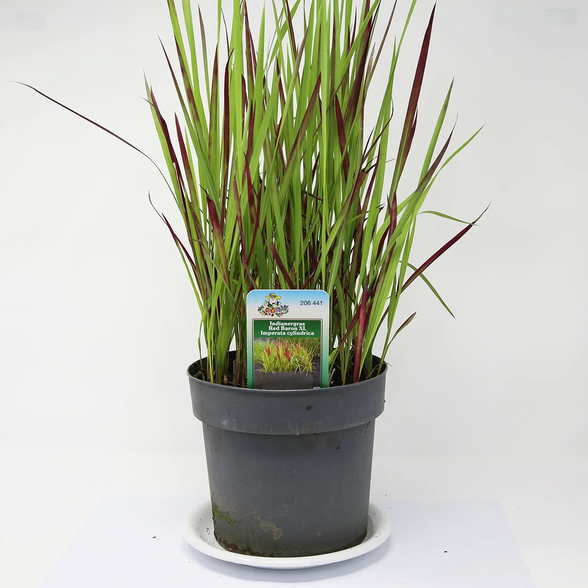 Blutgras Red Baron, im ca. 19 cm-Topf