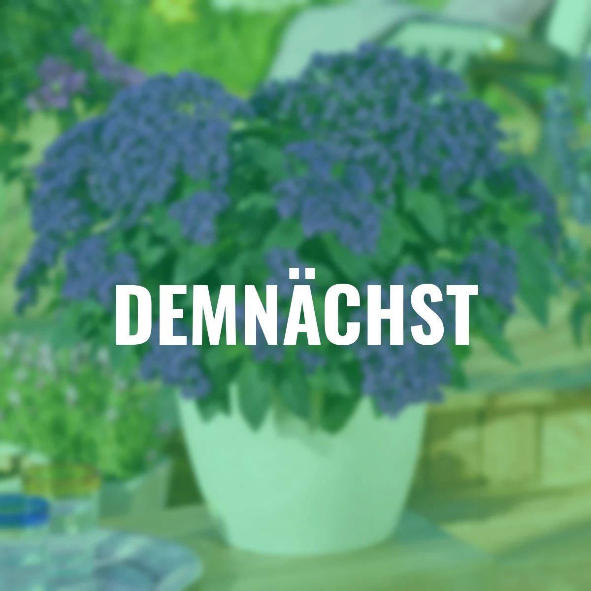 Vanilleblume, violett