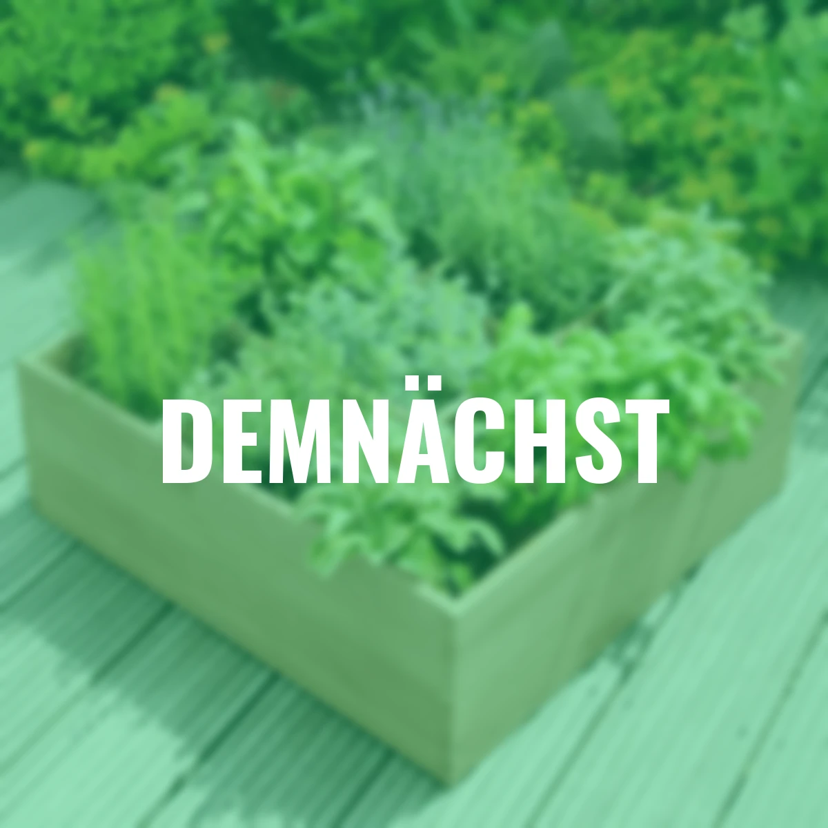 Kräuterbeet, 9 Pflanzkammern, 60x60x15 cm, Nadelholz