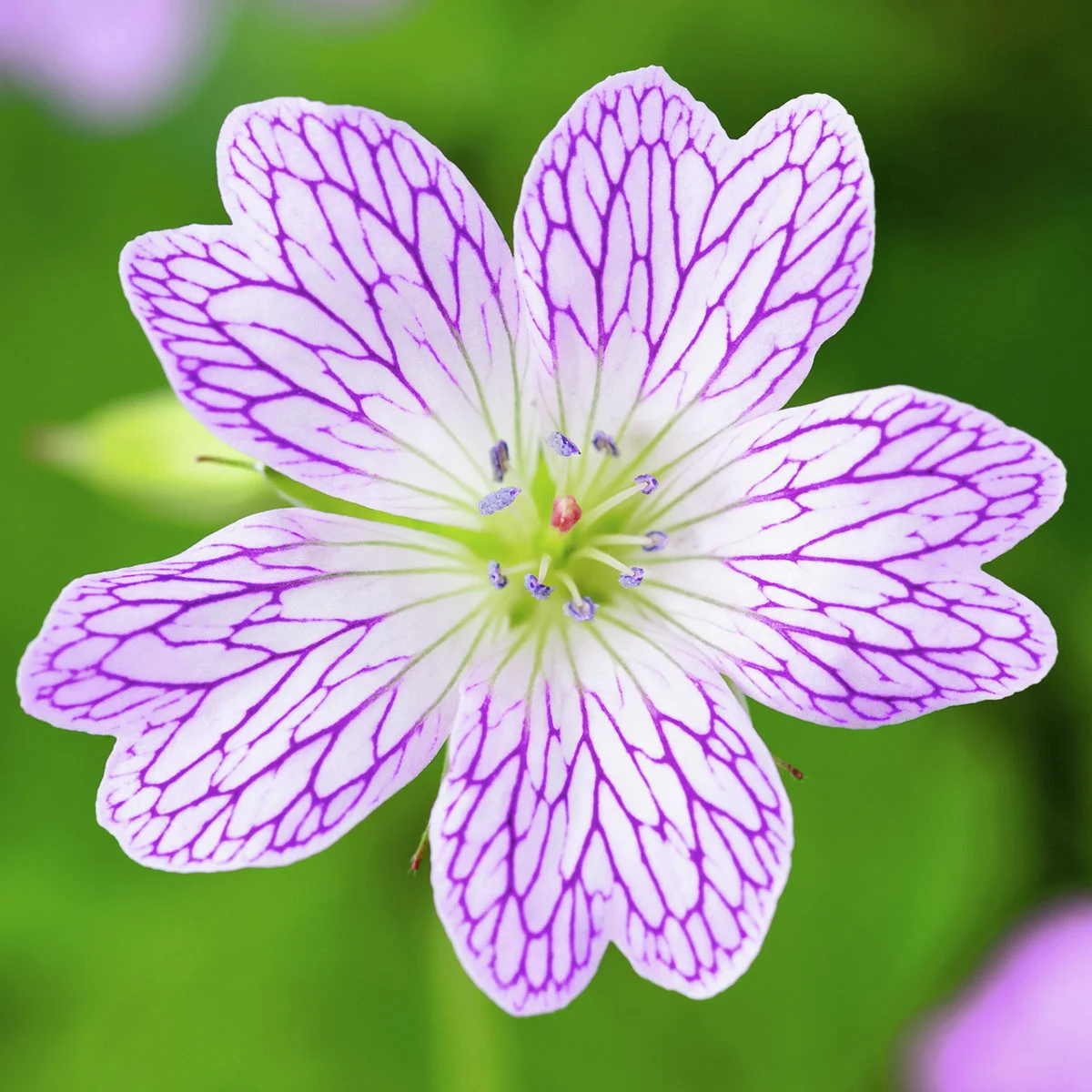 Oxford-Storchschnabel Katherine Adele