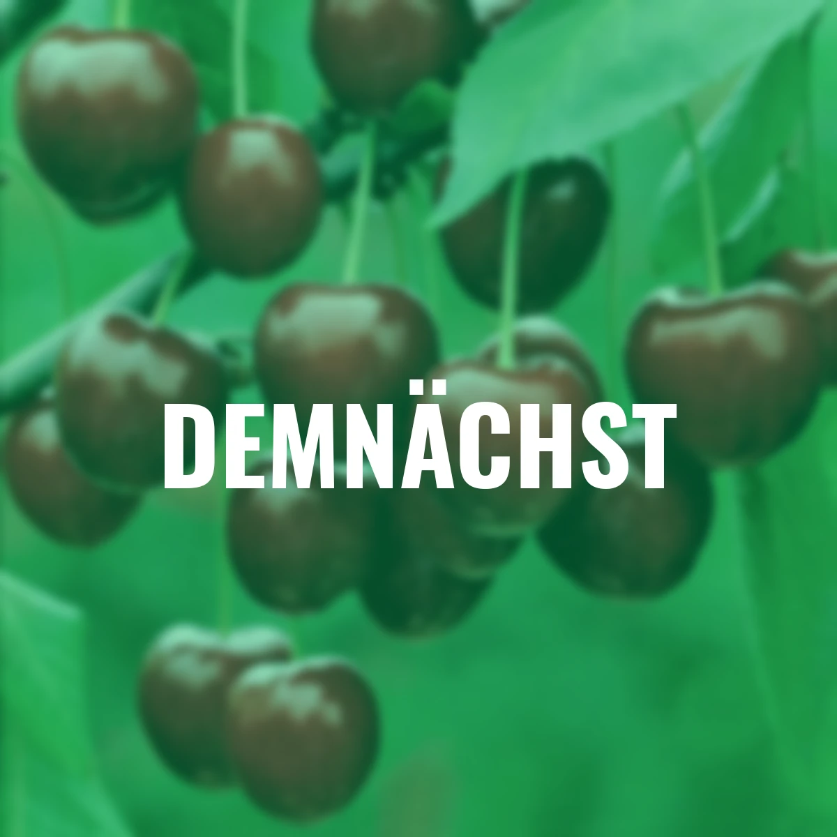 Säulen-Süßkirsche Sylvia