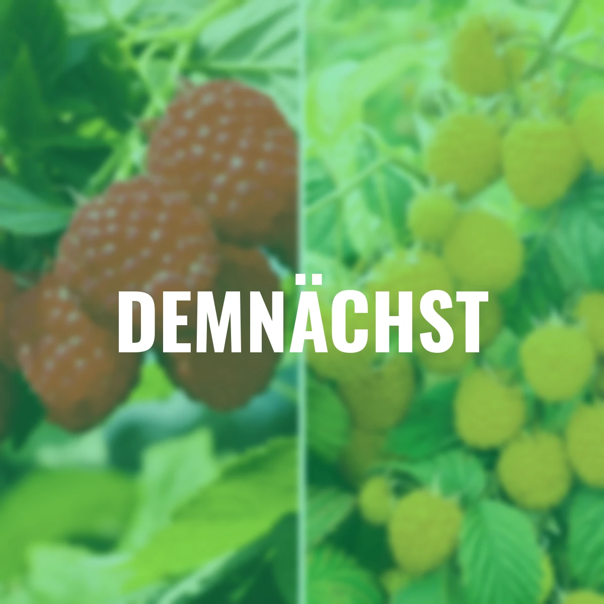 Obst-Sortiment Himbeer-Freude