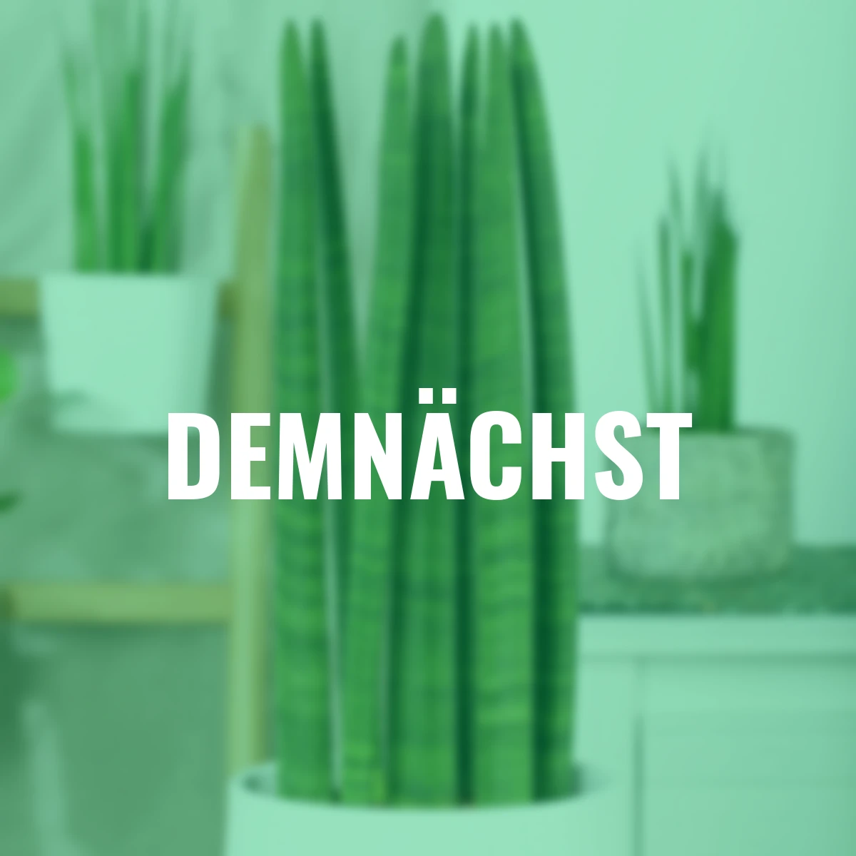 Bogenhanf Straight, Höhe ca. 30-40 cm