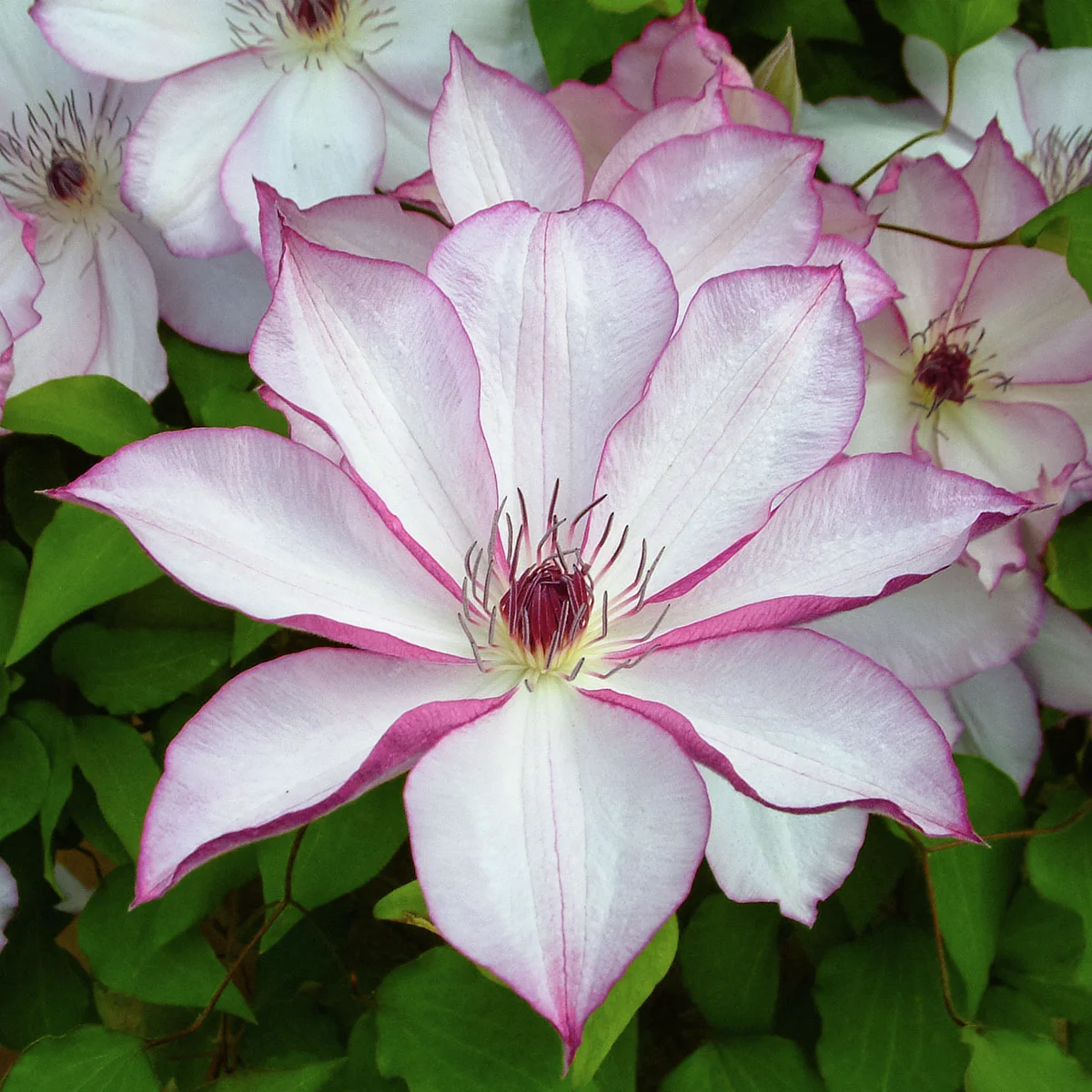Clematis Omoshiro
