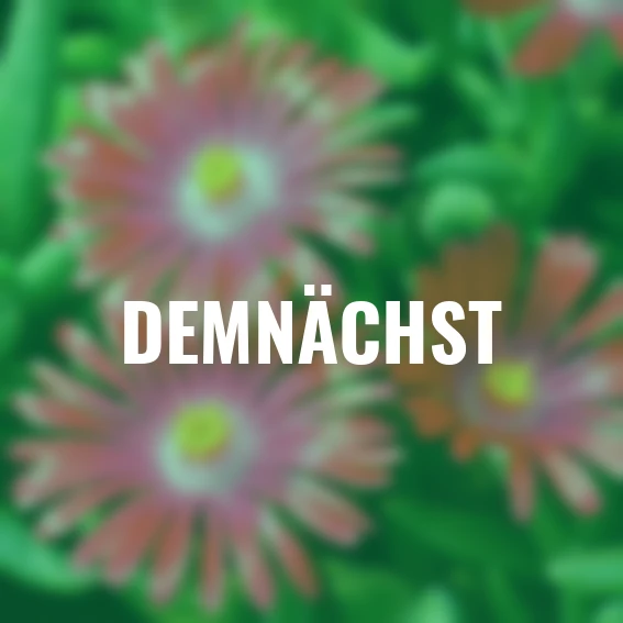 Mittagsblume Pink Ribbon