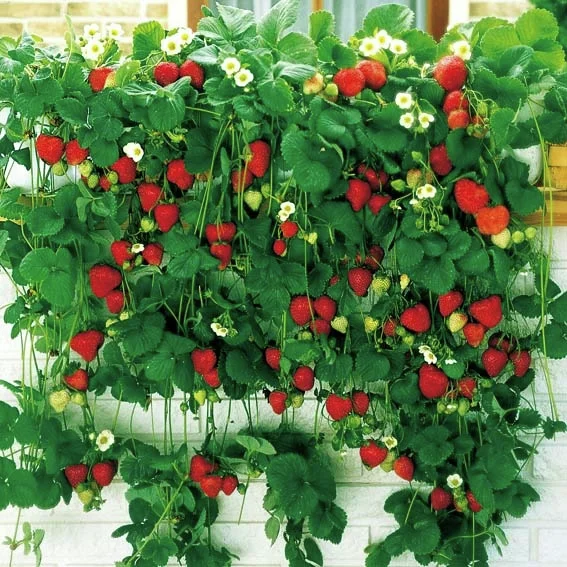 Hängeerdbeere, im ca. 11 cm-Topf