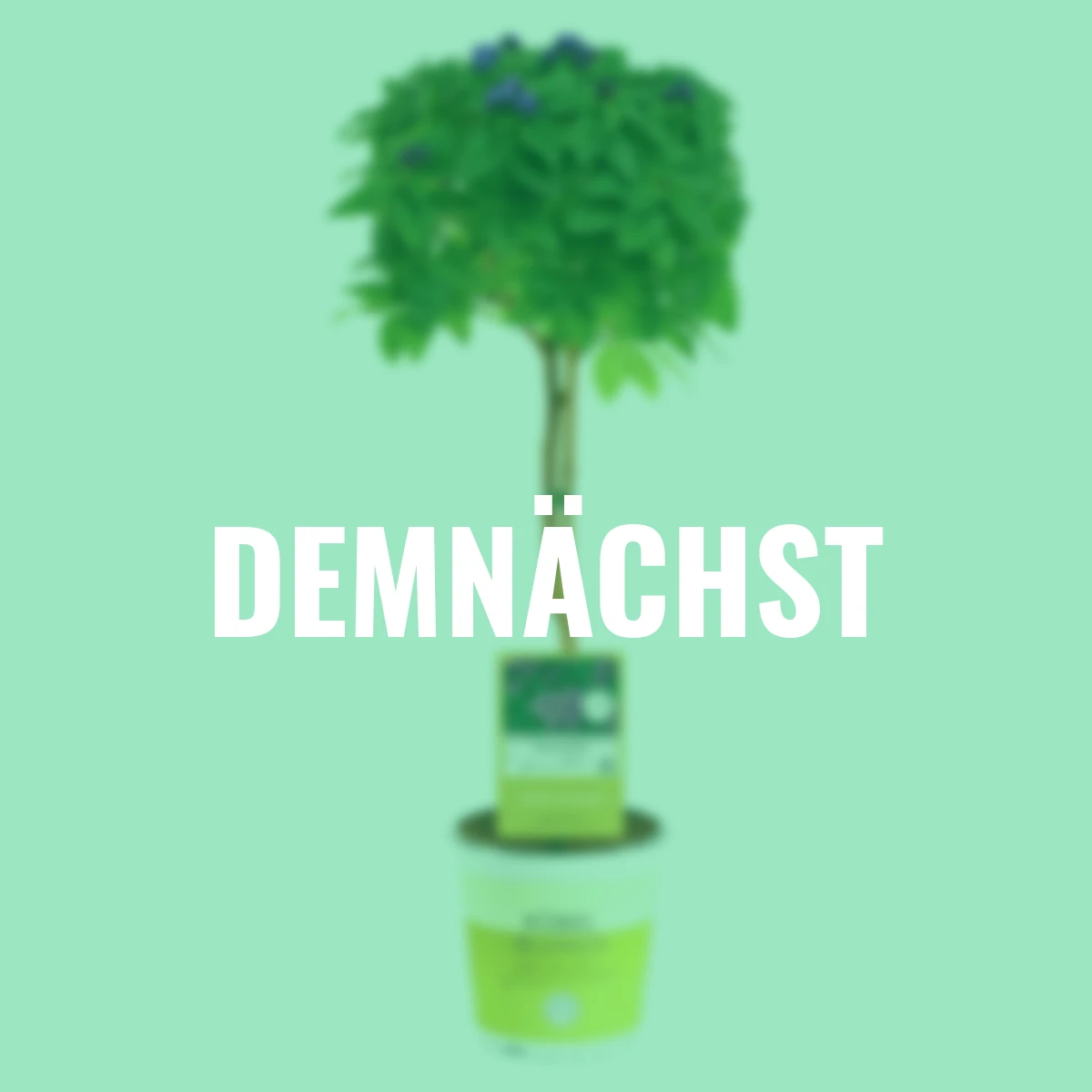 Vanilleblume Stämmchen, violett, Höhe ca. 75 cm