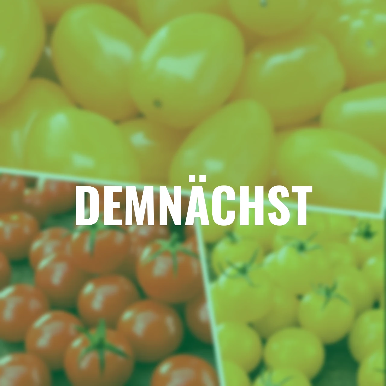 Tomatenpflanzen-Set Cherrytomaten-Mix