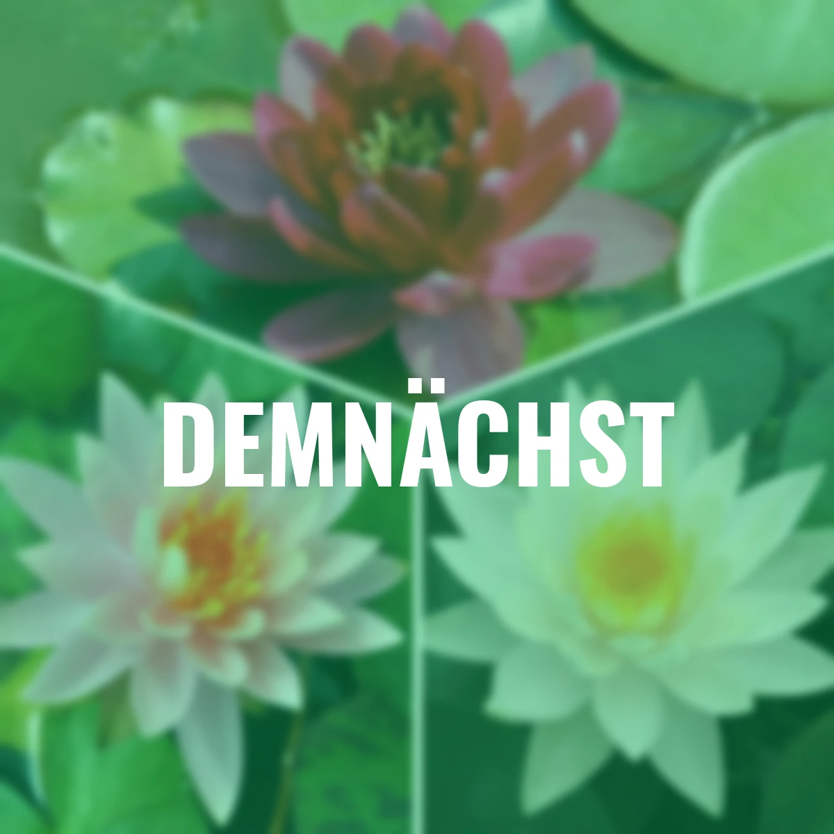 Wasserpflanzen-Set Seerosen, weiß-rot-rosa