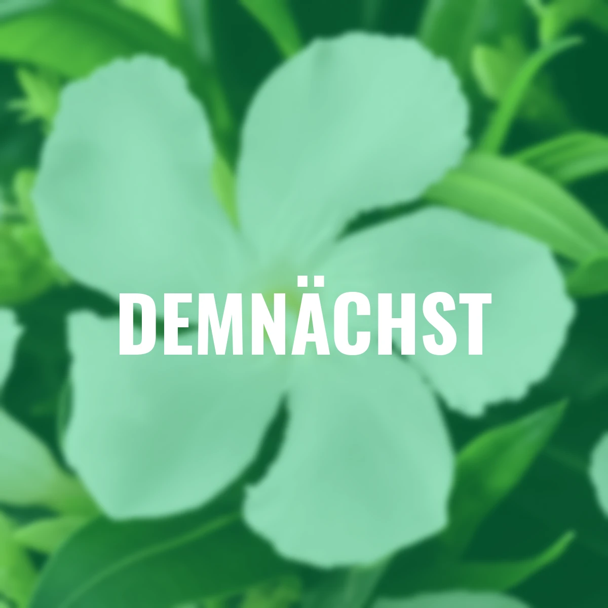 Oleander Busch, weiß