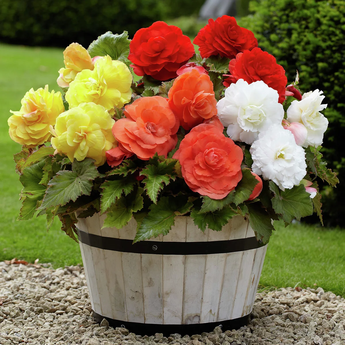 Begonien Superba-Mischung