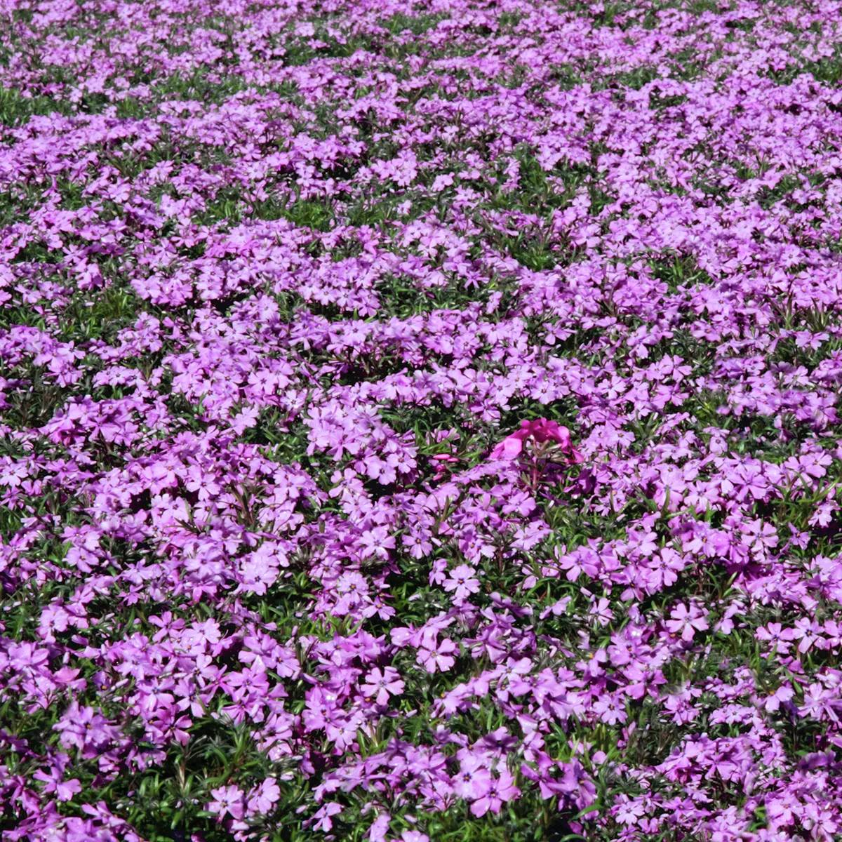 Polsterphlox Violetta Beauty