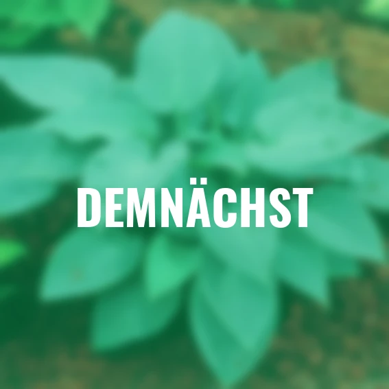 Funkie Canadian Blue