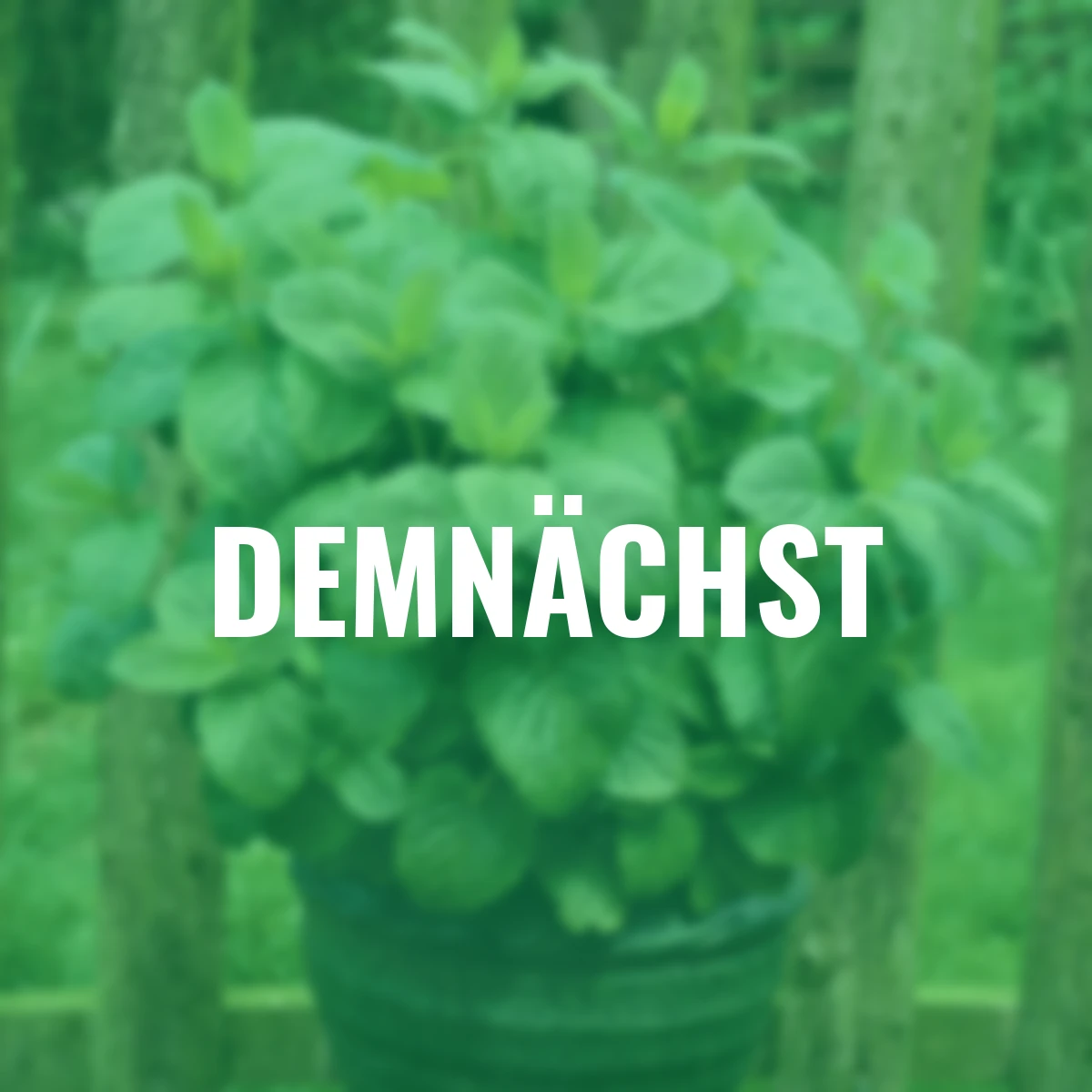 Kräuterpflanze Zitronenmelisse Relax