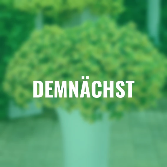 Zauberglöckchen Lemon Slice