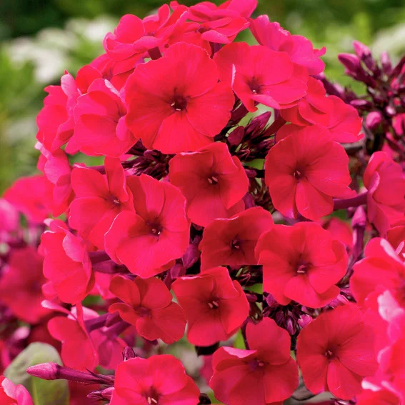 Phlox, rot