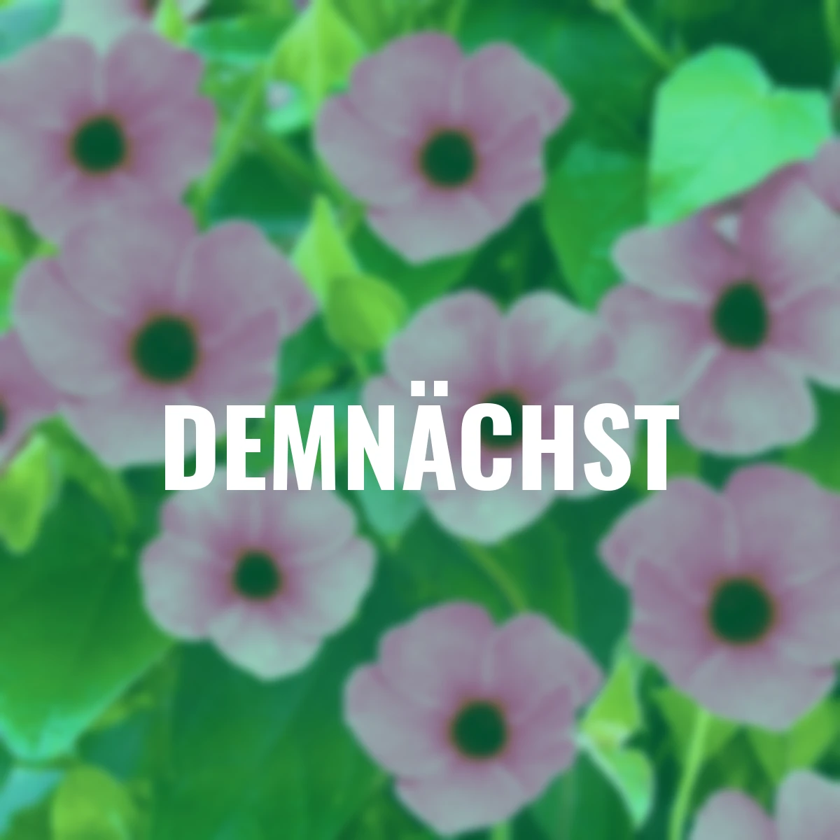 Schwarzäugige Susanne, pink