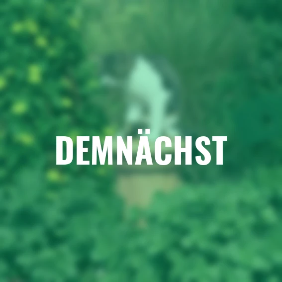 Verpiss-Dich-Pflanze