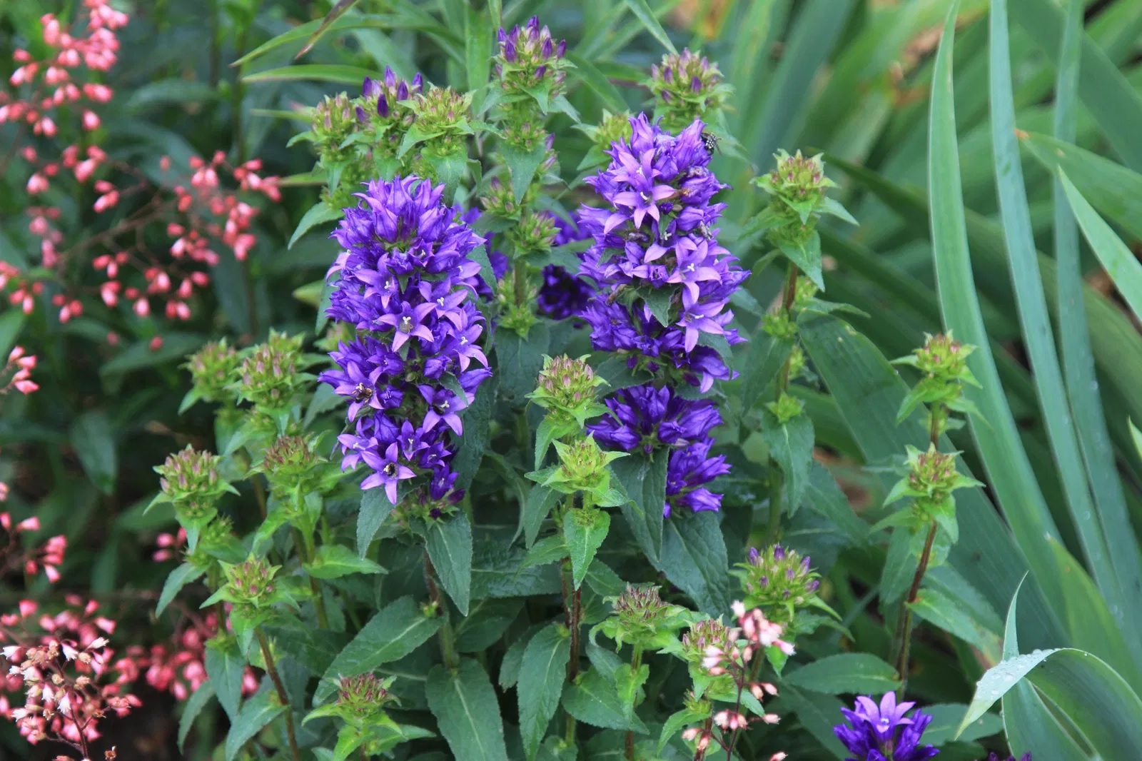 Knäuel Glockenblume Acaulis