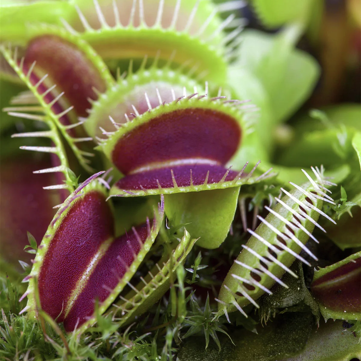 Venusfliegenfalle, im ca. 9 cm-Topf