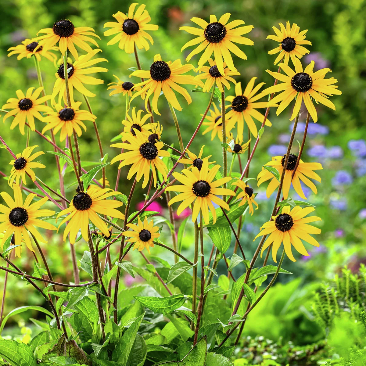 Hoher gelber Sonnenhut