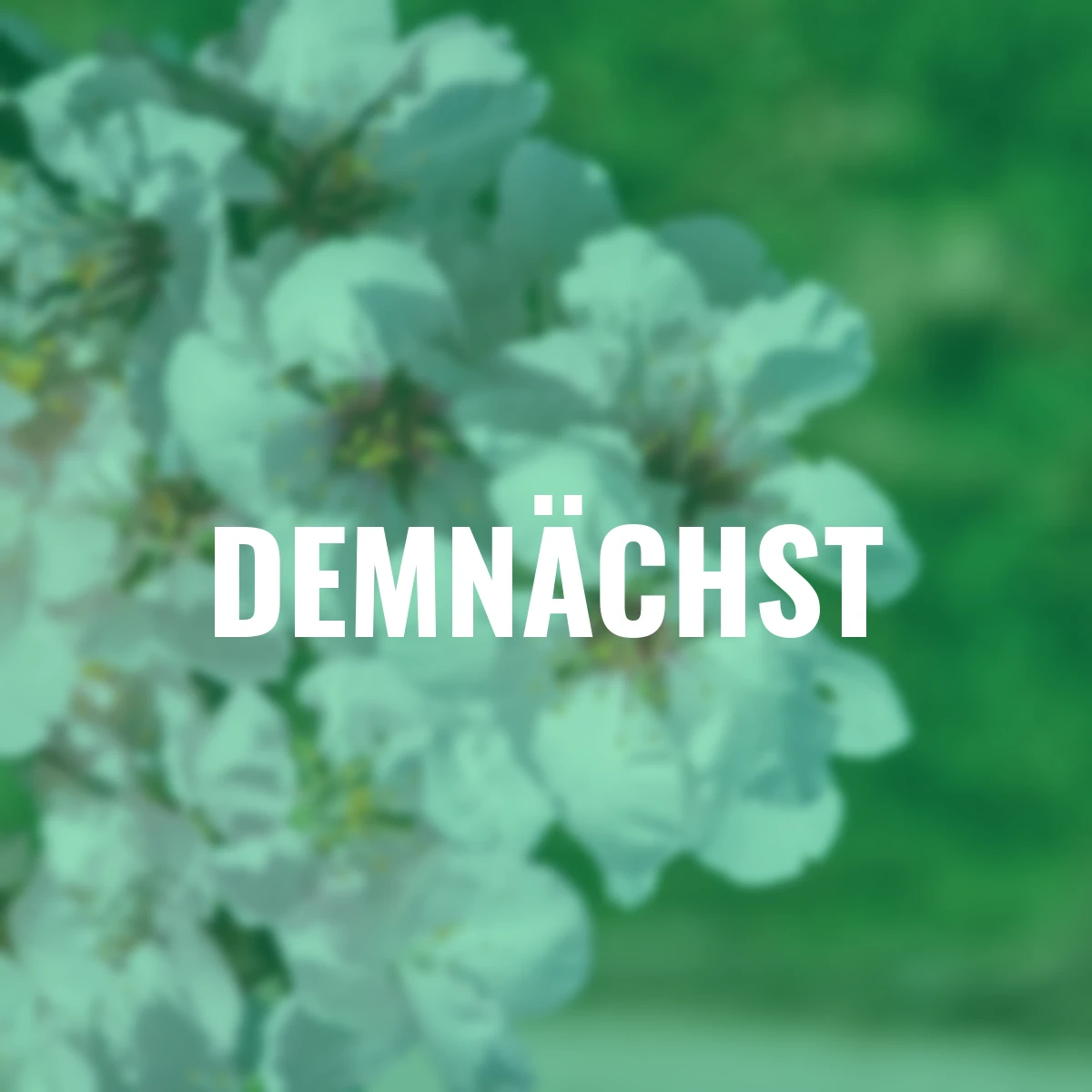 Mandel, im ca. 19 cm-Topf