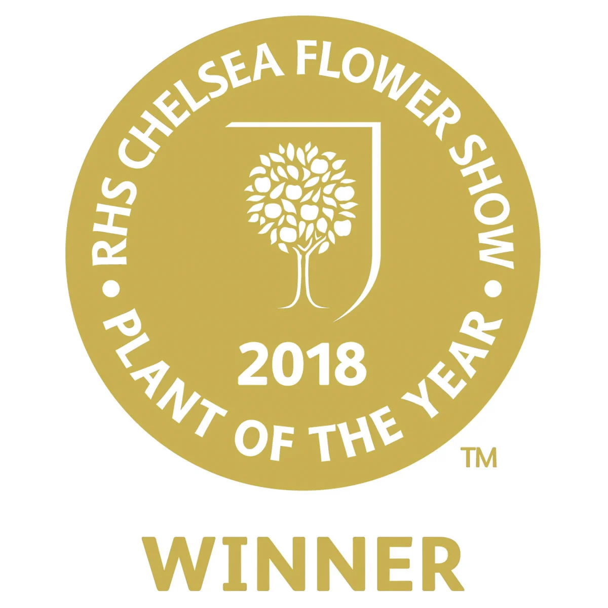 Girlanden-Hortensie Runaway Bride® Snow White, im ca. 13 cm-Topf