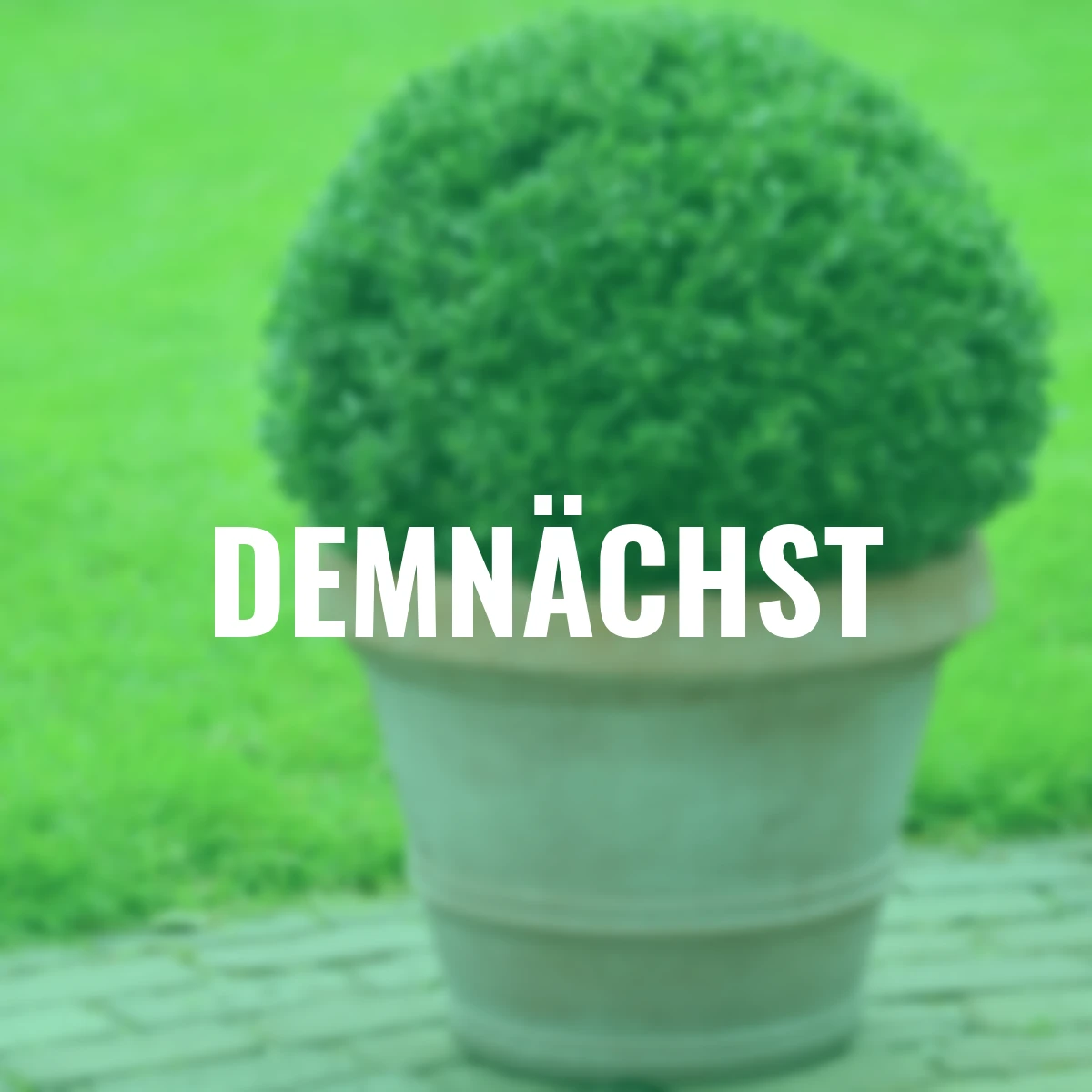 Japanischer Berg-Ilex